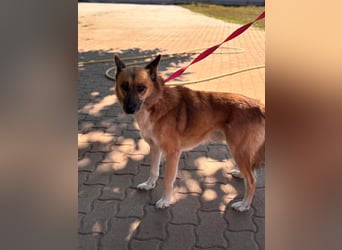 Leo – Ein charismatischer Schäferhund-Husky-Mix sucht sein Abenteuer ✨