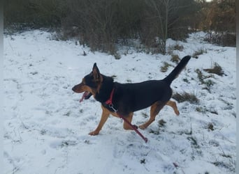 Rocky VA- großartiger Kerl sucht neue Chance