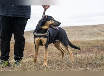 Neo SI – Familienhund sucht Anschluss