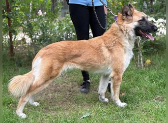 Bella KK – die Schöne sucht ihr Hundeschlösschen Bella KK – die Schöne sucht ihr Hundeschlösschen