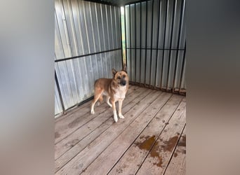 Leo – Ein charismatischer Schäferhund-Husky-Mix sucht sein Abenteuer ✨