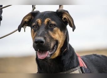 Neo SI – Familienhund sucht Anschluss