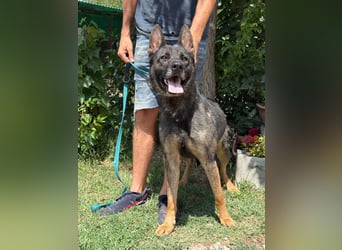 Larion KK - kluger und treuer Gefährte mit großem Herzen sucht seine Menschen