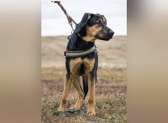 Neo SI – Familienhund sucht Anschluss