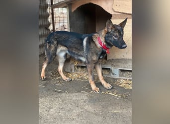 Ariel LM Raus aus dem Heim rein ins Herz