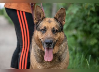 Rex – Ein stattlicher Schäferhund wartet auf sein großes Glück ❤️