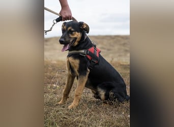 Neo SI – Familienhund sucht Anschluss