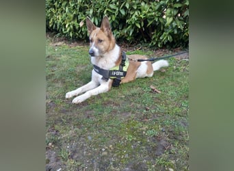 Flummi sucht sein Für-immer-Zuhause 