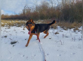 Rocky VA- großartiger Kerl sucht neue Chance