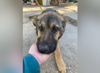 Kara KK – runter von der Straße und rein ins Körbchen