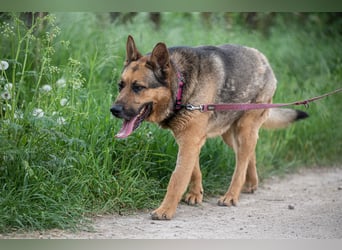 Rex – Ein stattlicher Schäferhund wartet auf sein großes Glück ❤️