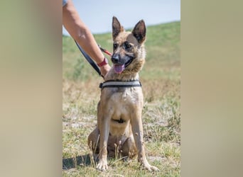 Cappy SI – treue Begleiterin sucht aktive Menschen ❤️
