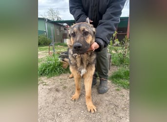 Kara KK – runter von der Straße und rein ins Körbchen