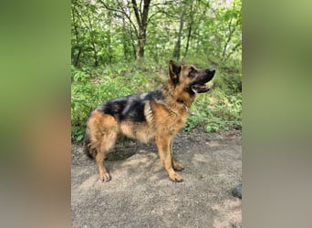 Zigi BE – junger Schäferhund mit großem Potenzial sucht seine Menschen 