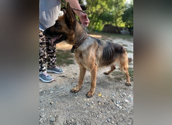 Lady LM - Tapfere Hündin sucht aktives Zuhause