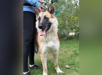 Bella KK – die Schöne sucht ihr Hundeschlösschen Bella KK – die Schöne sucht ihr Hundeschlösschen