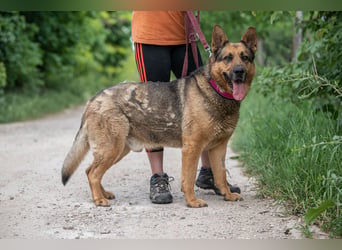 Rex – Ein stattlicher Schäferhund wartet auf sein großes Glück ❤️