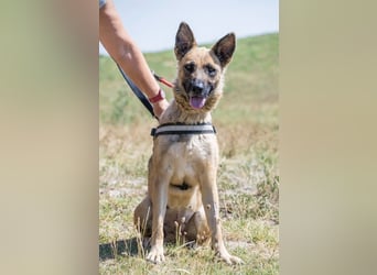 Cappy SI – treue Begleiterin sucht aktive Menschen ❤️
