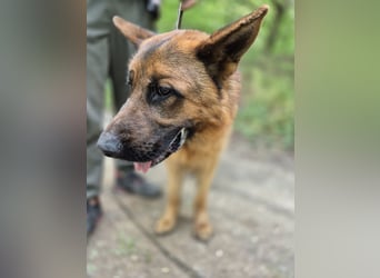 Zigi BE – junger Schäferhund mit großem Potenzial sucht seine Menschen 