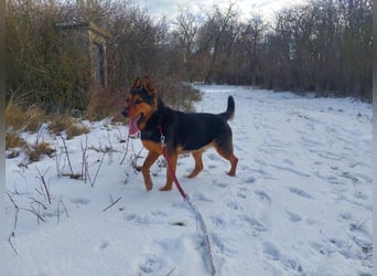 Rocky VA- großartiger Kerl sucht neue Chance