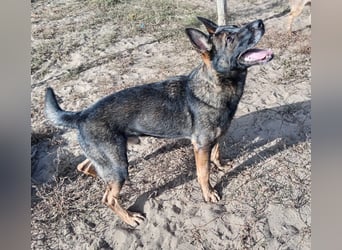 Larion KK - kluger und treuer Gefährte mit großem Herzen sucht seine Menschen