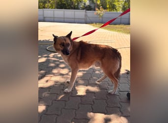 Leo – Ein charismatischer Schäferhund-Husky-Mix sucht sein Abenteuer ✨