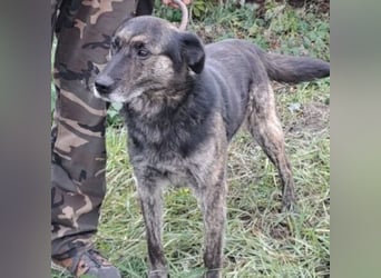 BARON WURDE ALLEINE ZURÜCKGELASSEN