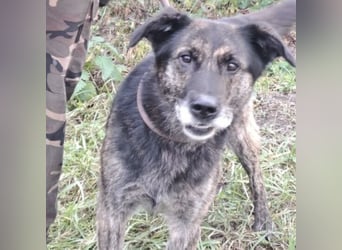 BARON WURDE ALLEINE ZURÜCKGELASSEN