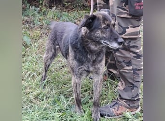 BARON WURDE ALLEINE ZURÜCKGELASSEN