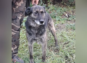 BARON WURDE ALLEINE ZURÜCKGELASSEN