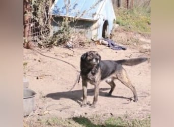 BARON WURDE ALLEINE ZURÜCKGELASSEN