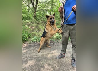 Zigi, geb. 15.03.2025, 60 cm, sucht seine Menschen