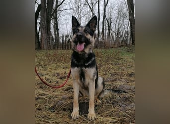 Dezi, geb. 03.2023, 63cm sucht ihr Zuhause