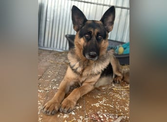 Freya, geboren 01.11.2023, 58cm sucht liebevolles Zuhause