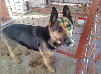 Ciklon, geboren 2022 sucht ihre Menschen