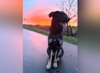 Kiba, geboren 01.07.2023, 55cm sucht neuen Wirkungskreis