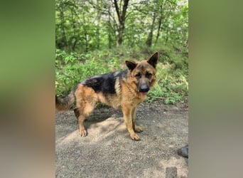 Zigi, geb. 15.03.2025, 60 cm, sucht seine Menschen