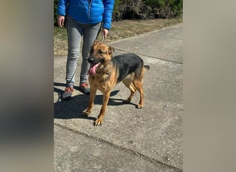 Sky, geb. 06/2025, 60 cm, sucht liebevolle Menschen