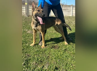 Zoya, geboren 09.10.2023, 63cm sucht ihre Menschen