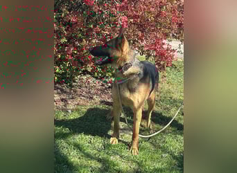 Sky, geboren 15.06.2025, 60cm sucht ihre Menschen