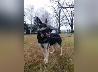 Dezi, geb. 03.2023, 63cm sucht ihr Zuhause