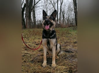 Dezi, geboren 01.03.2023, 63cm sucht ihr Zuhause