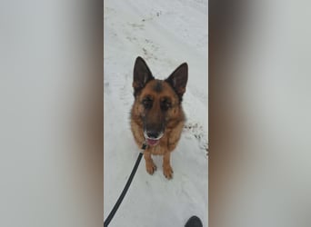 Rexi, 4 Jahre, 60cm sucht seine Menschen