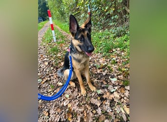 Ares, geboren 02.02.2026, 60cm sucht neues Zuhause