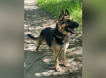 Ciklon, geb. 2022, sucht erfahrenes zu Hause