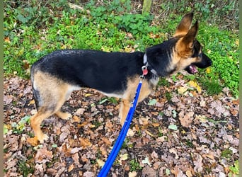Ares, geboren 02.02.2026, 60cm sucht neues Zuhause