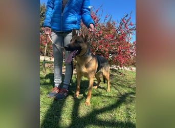Sky, geb. 06.2025, 60cm sucht ihre Menschen