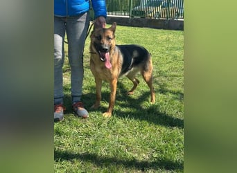 Sky, geb. 06/2025, 60 cm, sucht liebevolle Menschen