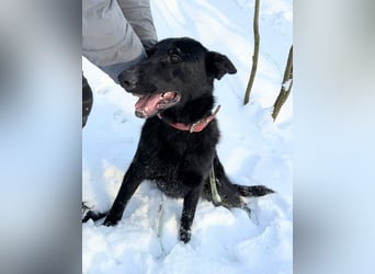 Lupin, geboren 01.12.2023, 60cm sucht seine Aufgabe