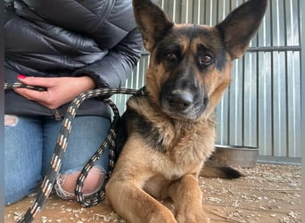 Freya, geboren 01.11.2023, 58cm sucht liebevolles Zuhause